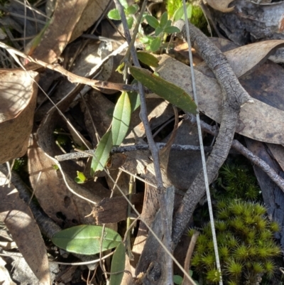 Hovea heterophylla (Common Hovea) at Bango, NSW - 25 Jun 2023 by Tapirlord