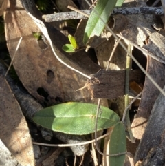 Hovea heterophylla at Bango, NSW - 25 Jun 2023