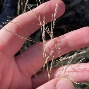 Poa sieberiana at Bango, NSW - 25 Jun 2023