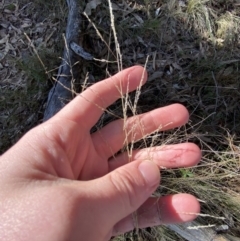 Poa sieberiana at Bango, NSW - 25 Jun 2023 11:04 AM