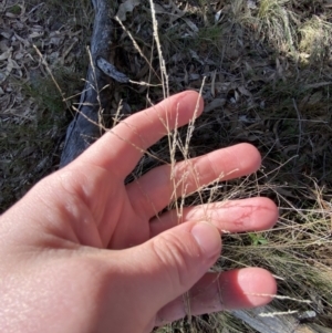 Poa sieberiana at Bango, NSW - 25 Jun 2023 11:04 AM