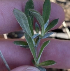 Chrysocephalum apiculatum (Common Everlasting) at Bango, NSW - 25 Jun 2023 by Tapirlord