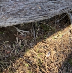 Chrysocephalum apiculatum at Bango, NSW - 25 Jun 2023