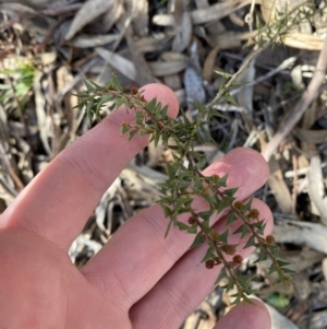 Acacia gunnii at Bango, NSW - 25 Jun 2023