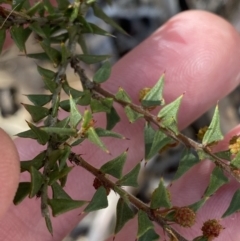 Acacia gunnii at Bango, NSW - 25 Jun 2023