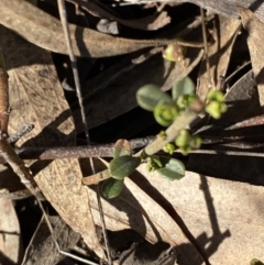 Phyllanthus occidentalis (Thyme Spurge) at Bango Nature Reserve - 25 Jun 2023 by Tapirlord