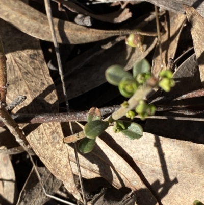 Phyllanthus occidentalis (Thyme Spurge) at Bango, NSW - 25 Jun 2023 by Tapirlord