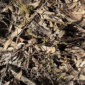Phyllanthus occidentalis at Bango, NSW - 25 Jun 2023