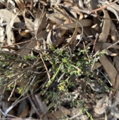 Phyllanthus occidentalis at Bango, NSW - 25 Jun 2023