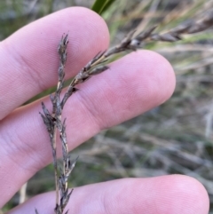 Lepidosperma laterale (Variable Sword Sedge) at Bango Nature Reserve - 25 Jun 2023 by Tapirlord