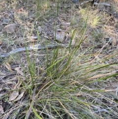 Lepidosperma laterale at Bango, NSW - 25 Jun 2023 10:38 AM