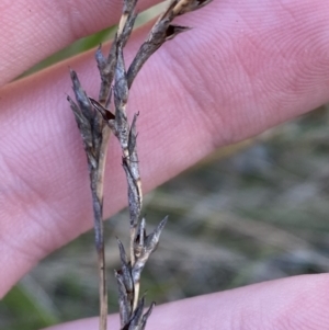 Lepidosperma laterale at Bango, NSW - 25 Jun 2023 10:38 AM