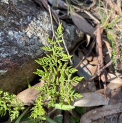 Cheilanthes austrotenuifolia (Rock Fern) at Bango, NSW - 25 Jun 2023 by Tapirlord