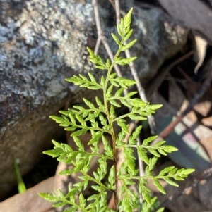 Cheilanthes austrotenuifolia at Bango, NSW - 25 Jun 2023 10:36 AM