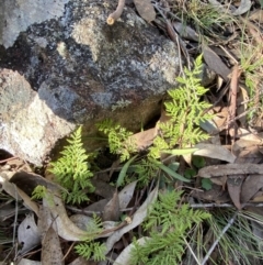 Cheilanthes austrotenuifolia at Bango, NSW - 25 Jun 2023