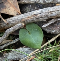 Acianthus collinus (Inland Mosquito Orchid) at Bango Nature Reserve - 25 Jun 2023 by Tapirlord