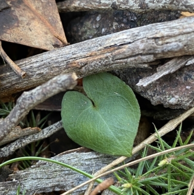 Acianthus collinus (Inland Mosquito Orchid) at Bango, NSW - 25 Jun 2023 by Tapirlord