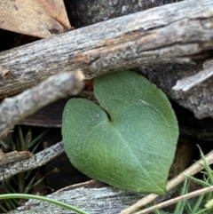 Acianthus collinus at Bango, NSW - 25 Jun 2023