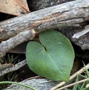 Acianthus collinus at Bango, NSW - suppressed