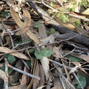 Acianthus collinus at Bango, NSW - 25 Jun 2023