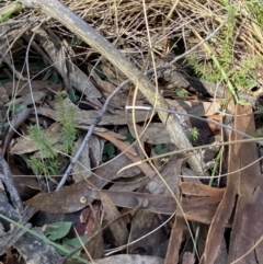 Acianthus collinus at Bango, NSW - 25 Jun 2023