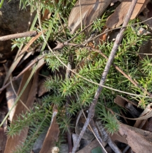 Acrotriche serrulata at Bango, NSW - 25 Jun 2023