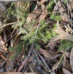 Acrotriche serrulata at Bango, NSW - 25 Jun 2023 10:34 AM