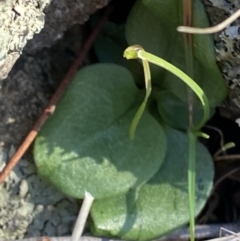 Diplodium sp. (A Greenhood) at Bango, NSW - 25 Jun 2023 by Tapirlord