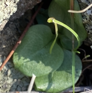 Diplodium sp. at Bango, NSW - suppressed