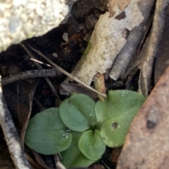 Diplodium sp. at Bango, NSW - 25 Jun 2023