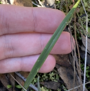 Lyperanthus suaveolens at Bango, NSW - 25 Jun 2023