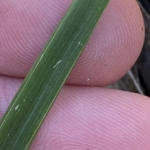 Lyperanthus suaveolens at Bango, NSW - suppressed