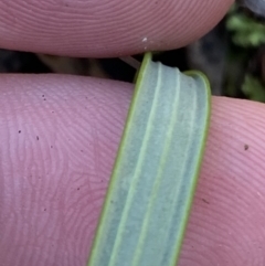 Lyperanthus suaveolens at Bango, NSW - suppressed