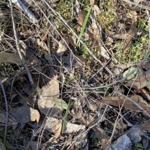 Lyperanthus suaveolens at Bango, NSW - suppressed