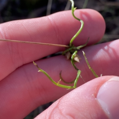 Thysanotus patersonii (Twining Fringe Lily) at Bango, NSW - 25 Jun 2023 by Tapirlord