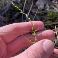 Thysanotus patersonii at Bango, NSW - 25 Jun 2023 10:16 AM