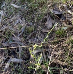 Thysanotus patersonii at Bango, NSW - 25 Jun 2023 10:16 AM