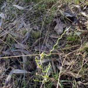 Thysanotus patersonii at Bango, NSW - 25 Jun 2023 10:16 AM