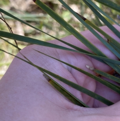 Lomandra filiformis subsp. filiformis (Wattle Matrush) at Bango Nature Reserve - 25 Jun 2023 by Tapirlord