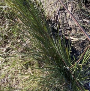 Lomandra filiformis subsp. filiformis at Bango, NSW - 25 Jun 2023