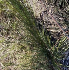 Lomandra filiformis subsp. filiformis at Bango, NSW - 25 Jun 2023 10:07 AM