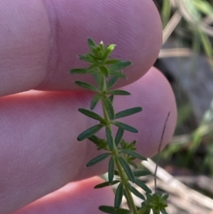 Asperula conferta at Bango, NSW - 25 Jun 2023 10:06 AM