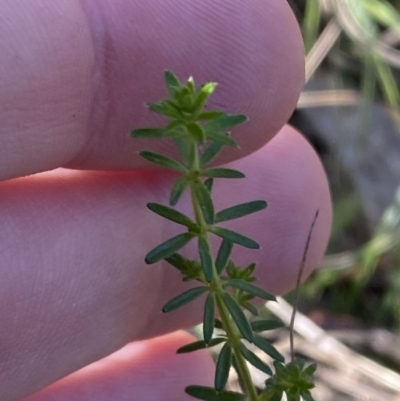 Asperula conferta (Common Woodruff) at Bango Nature Reserve - 25 Jun 2023 by Tapirlord