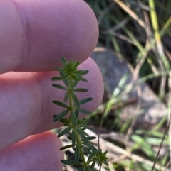 Asperula conferta at Bango, NSW - 25 Jun 2023