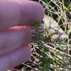 Asperula conferta at Bango, NSW - 25 Jun 2023 10:06 AM