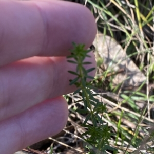 Asperula conferta at Bango, NSW - 25 Jun 2023 10:06 AM