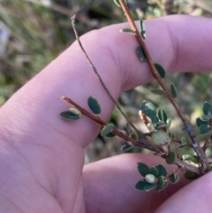 Brachyloma daphnoides (Daphne Heath) at Bango, NSW - 25 Jun 2023 by Tapirlord