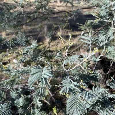 Acacia dealbata subsp. dealbata (Silver Wattle) at Bango, NSW - 25 Jun 2023 by Tapirlord