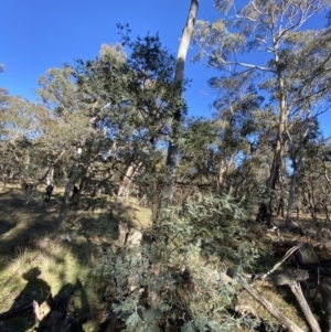 Acacia dealbata subsp. dealbata at Bango, NSW - 25 Jun 2023