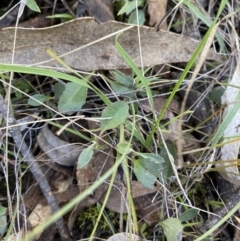 Goodenia hederacea subsp. hederacea (Ivy Goodenia, Forest Goodenia) at Bango, NSW - 25 Jun 2023 by Tapirlord